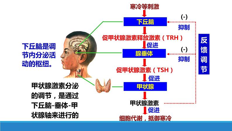 3.2 神经系统通过下丘脑控制内分泌系统（精编课件+同步练习）精编高二生物同步备课系列（浙科版2019选择性必修1）08