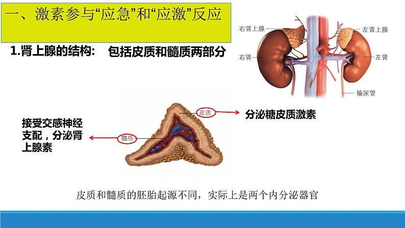 3.3 激素调节身体多种机能(第3课时)（备课件）精编高二生物同步备课系列（浙科版2019选择性必修1）第4页