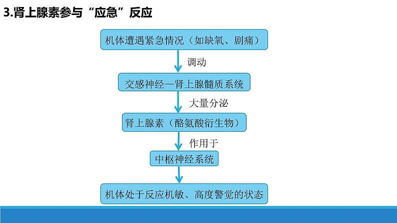 3.3 激素调节身体多种机能(第3课时)（备课件）精编高二生物同步备课系列（浙科版2019选择性必修1）第6页