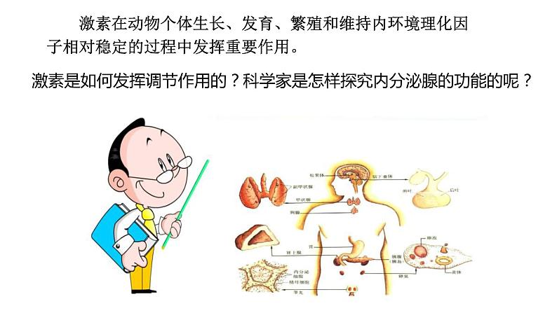 3.3 激素调节身体多种机能(第1课时)（备课件）精编高二生物同步备课系列（浙科版2019选择性必修1）第1页