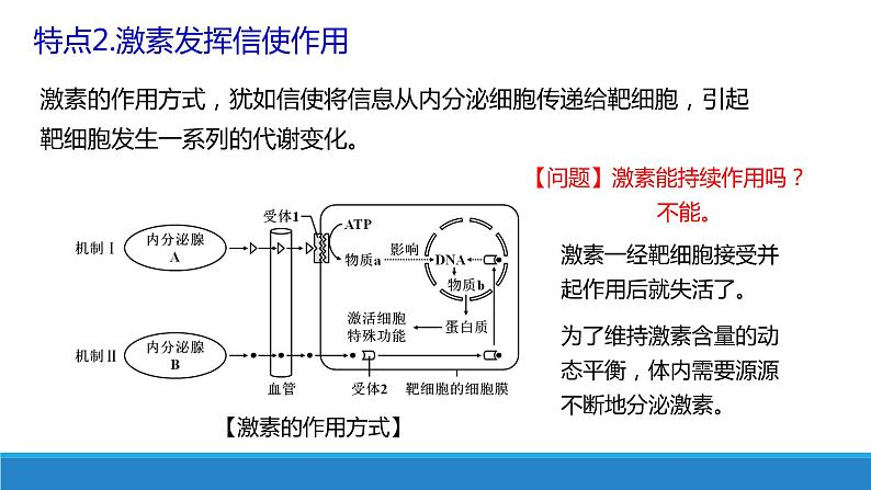 3.4 体液调节与神经调节共同维持机体的稳态（精编课件+同步练习）精编高二生物同步备课系列（浙科版2019选择性必修1）07