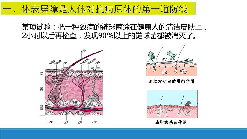 4.2 人体通过非特异性免疫对抗病原体（精编课件+同步练习）精编高二生物同步备课系列（浙科版2019选择性必修1）06