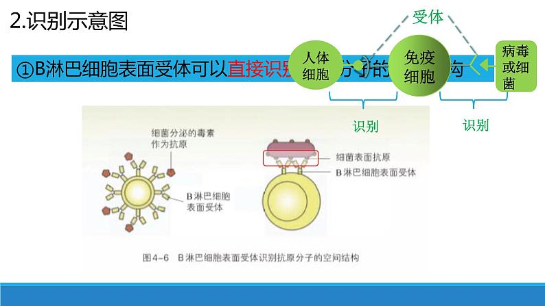 4.3 人体通过特异性免疫对抗病原体（第1课时）（备课件）精编高二生物同步备课系列（浙科版2019选择性必修1）第8页