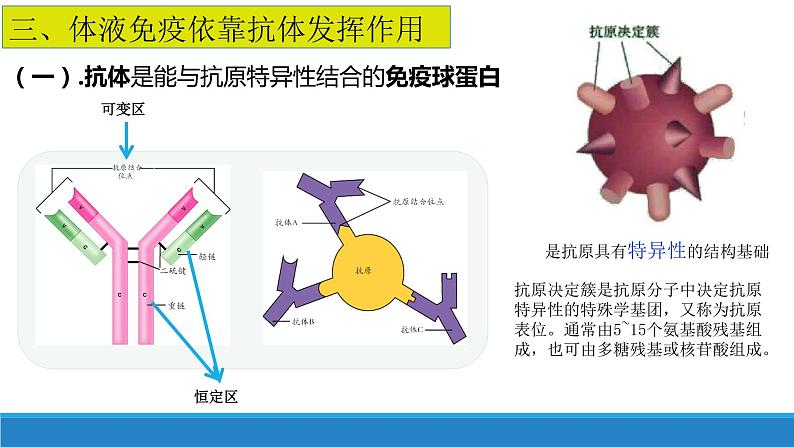 4.3 人体通过特异性免疫对抗病原体（第2课时）（备课件）精编高二生物同步备课系列（浙科版2019选择性必修1）第4页