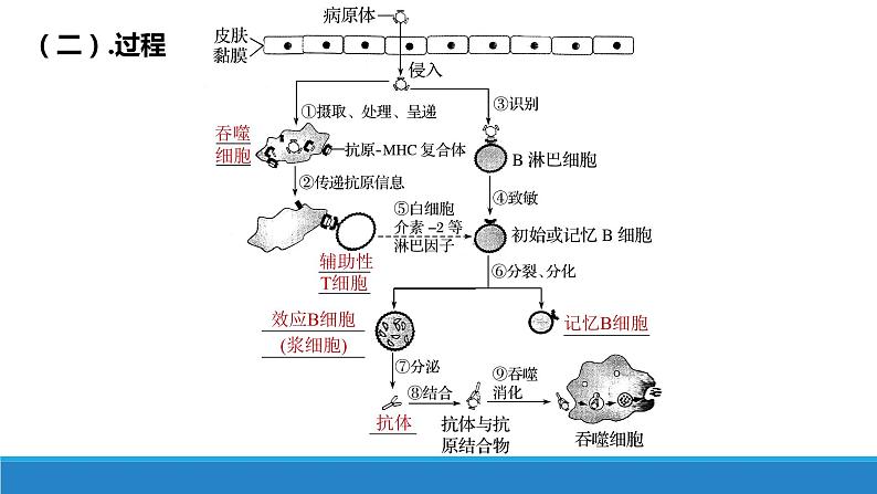 4.3 人体通过特异性免疫对抗病原体（第2课时）（备课件）精编高二生物同步备课系列（浙科版2019选择性必修1）第6页