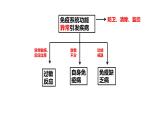 4.4 免疫功能异常引发疾病（精编课件+同步练习）精编高二生物同步备课系列（浙科版2019选择性必修1）