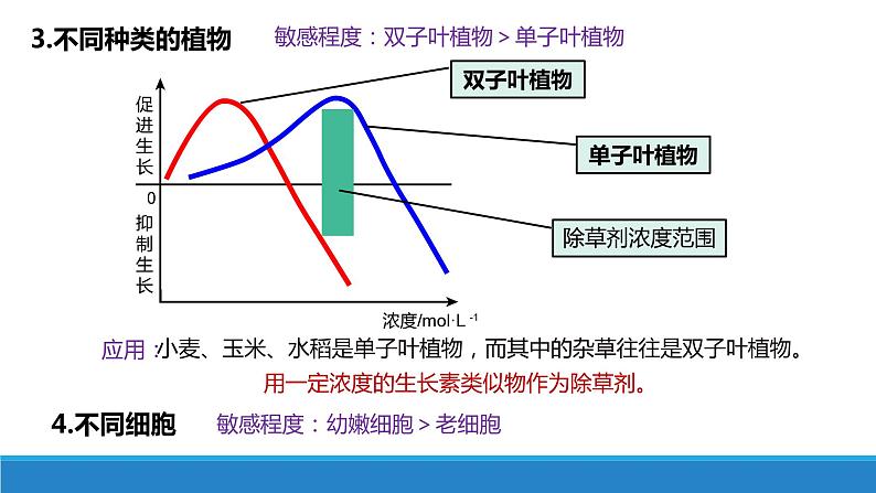 5.1 生长素的发现开启了人类对植物激素调节的探索（第3课时）（备课件）精编高二生物同步备课系列（浙科版2019选择性必修1）第6页