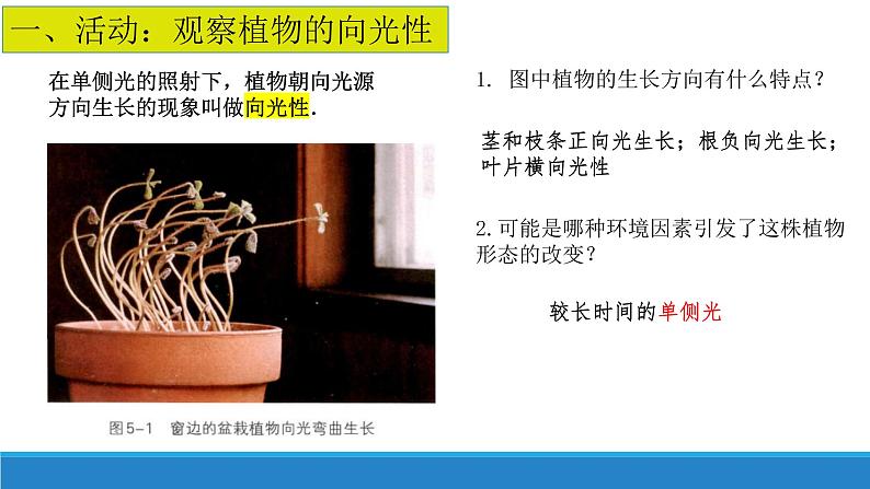 5.1 生长素的发现开启了人类对植物激素调节的探索（第1课时）（备课件）精编高二生物同步备课系列（浙科版2019选择性必修1）第5页