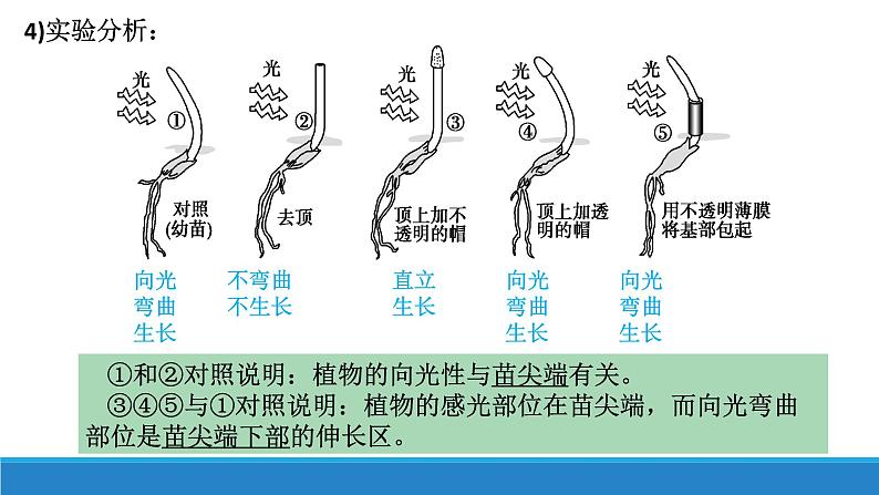 5.1 生长素的发现开启了人类对植物激素调节的探索（第1课时）（备课件）精编高二生物同步备课系列（浙科版2019选择性必修1）第8页