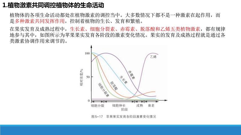 5.2 植物激素调节植物生命活动（第1课时）（精编课件+同步练习）精编高二生物同步备课系列（浙科版2019选择性必修1）05
