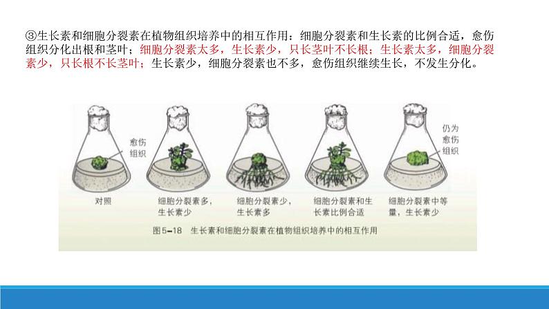 5.2 植物激素调节植物生命活动（第1课时）（精编课件+同步练习）精编高二生物同步备课系列（浙科版2019选择性必修1）07