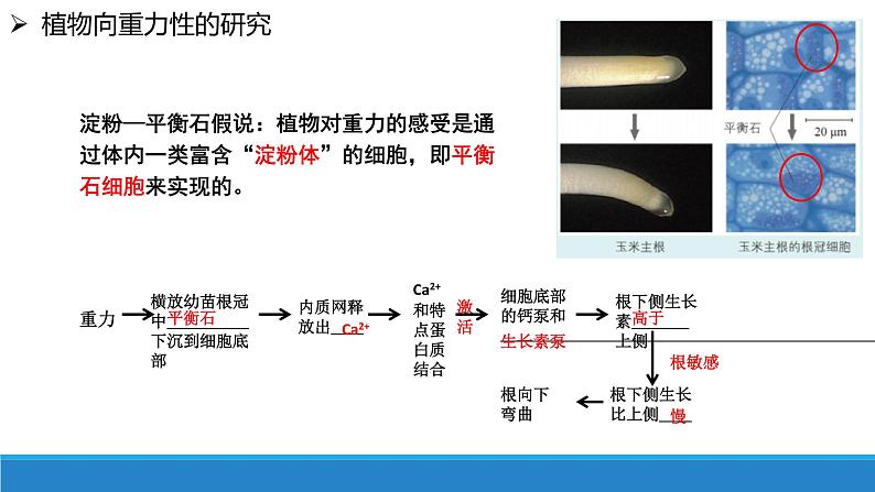 5.3 植物对多种环境信号做出反应（精编课件+同步练习）精编高二生物同步备课系列（浙科版2019选择性必修1）05