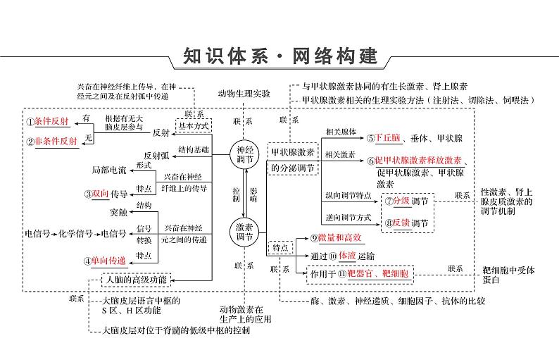 2023届高考生物二轮复习神经调节和体液调节课件第4页