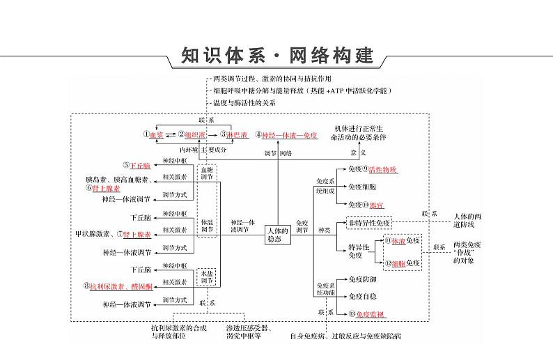 2023届高考生物二轮复习人体的内环境稳态和免疫调节课件第4页