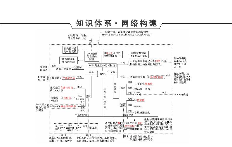 2023届高考生物二轮复习遗传的分子基础课件第4页