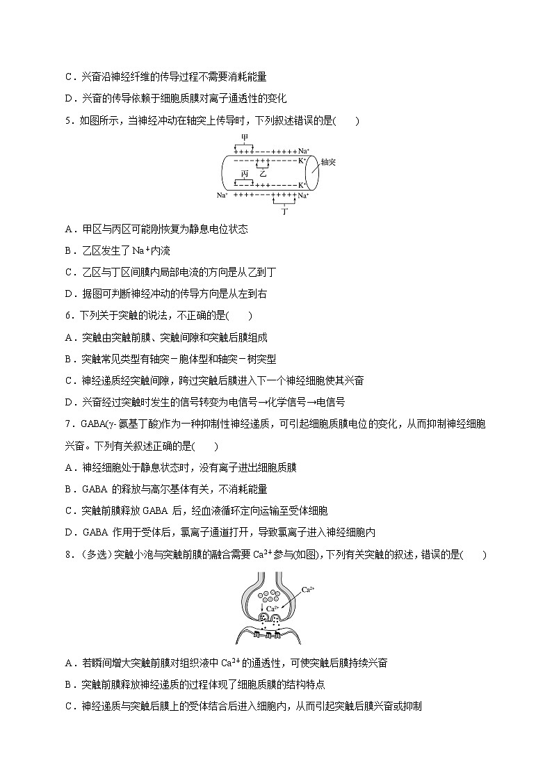1.1.2精编动作电位的产生和传导（精编课件+同步练习）精编高二生物同步备课系列（新苏教版（2019）选择性必修1）02