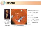 1.1.2精编动作电位的产生和传导（精编课件+同步练习）精编高二生物同步备课系列（新苏教版（2019）选择性必修1）