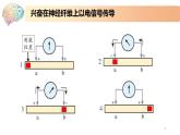 1.1.2精编动作电位的产生和传导（精编课件+同步练习）精编高二生物同步备课系列（新苏教版（2019）选择性必修1）