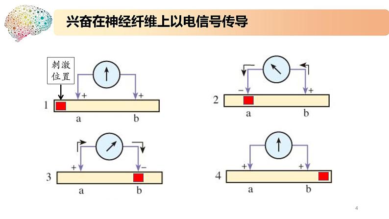 1.1.2精编动作电位的产生和传导（精编课件+同步练习）精编高二生物同步备课系列（新苏教版（2019）选择性必修1）04