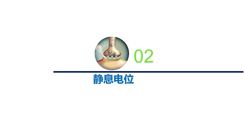 1.1.2精编动作电位的产生和传导（精编课件+同步练习）精编高二生物同步备课系列（新苏教版（2019）选择性必修1）06