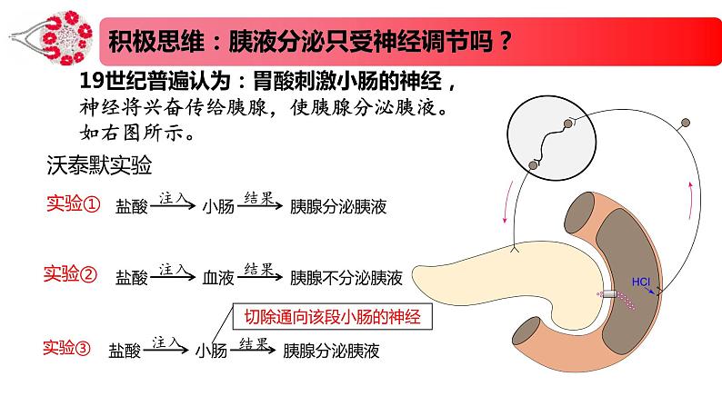 1.2.1精编激素和激素调节作用的发现及内分泌系统（精编课件+同步练习）精编高二生物同步备课系列（新苏教版（2019）选择性必修1）02