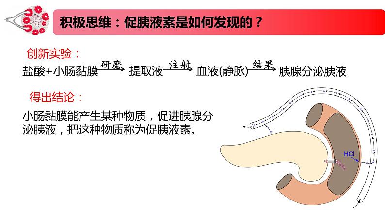 1.2.1精编激素和激素调节作用的发现及内分泌系统（精编课件+同步练习）精编高二生物同步备课系列（新苏教版（2019）选择性必修1）05