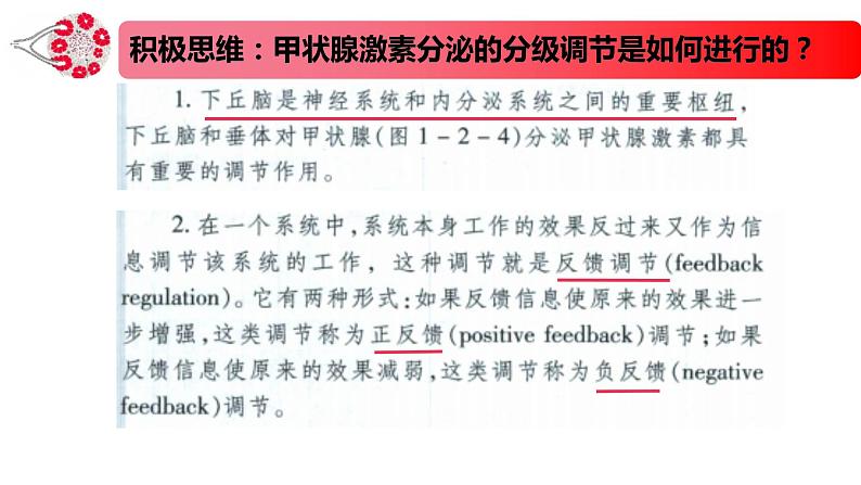 1.2.2精编激素分泌的分级调节、激素的作用特点（精编课件+同步练习）精编高二生物同步备课系列（新苏教版（2019）选择性必修1）02