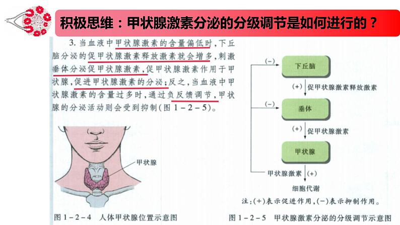 1.2.2精编激素分泌的分级调节、激素的作用特点（精编课件+同步练习）精编高二生物同步备课系列（新苏教版（2019）选择性必修1）03