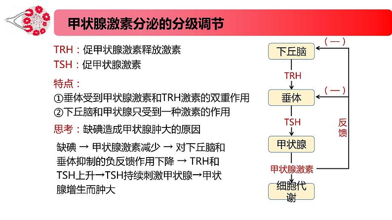 1.2.2精编激素分泌的分级调节、激素的作用特点（精编课件+同步练习）精编高二生物同步备课系列（新苏教版（2019）选择性必修1）06