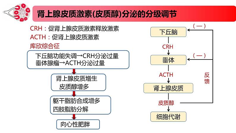 1.2.2精编激素分泌的分级调节、激素的作用特点（精编课件+同步练习）精编高二生物同步备课系列（新苏教版（2019）选择性必修1）07