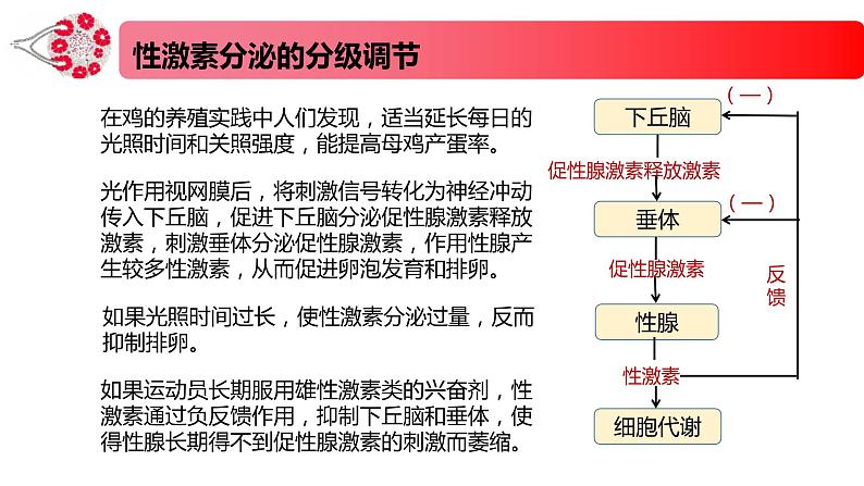 1.2.2精编激素分泌的分级调节、激素的作用特点（精编课件+同步练习）精编高二生物同步备课系列（新苏教版（2019）选择性必修1）08