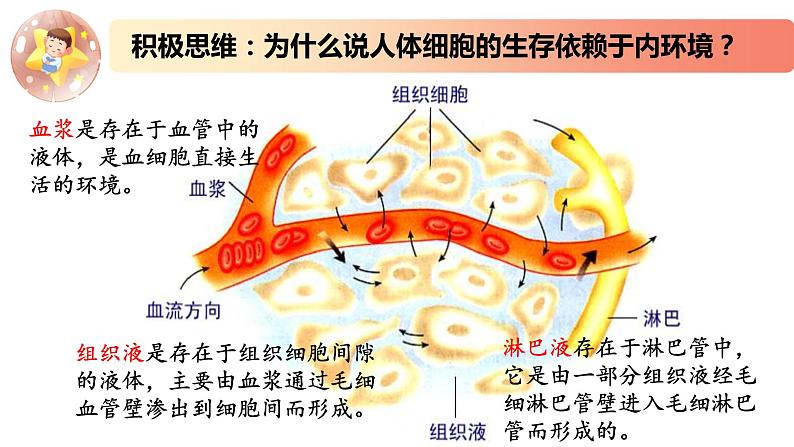 2.1.1精编细胞生活在内环境及稳态的反馈调节（精编课件+同步练习）精编高二生物同步备课系列（新苏教版（2019）选择性必修1）08