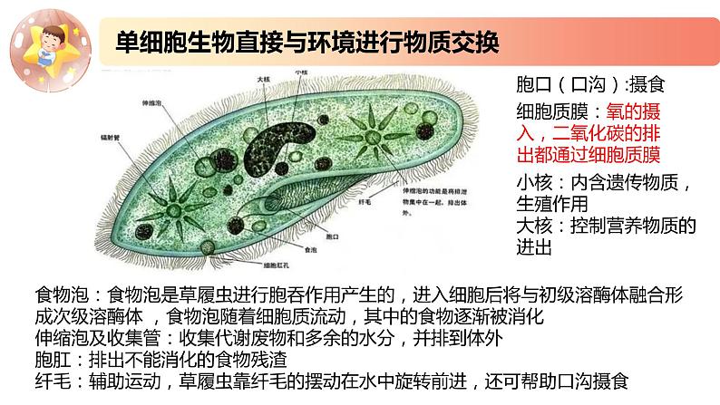 2.1.2精编细胞与环境间的物质交换（精编课件+同步练习）精编高二生物同步备课系列（新苏教版（2019）选择性必修1）（解析版）03