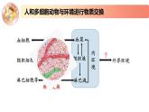 2.1.2精编细胞与环境间的物质交换（精编课件+同步练习）精编高二生物同步备课系列（新苏教版（2019）选择性必修1）（解析版）