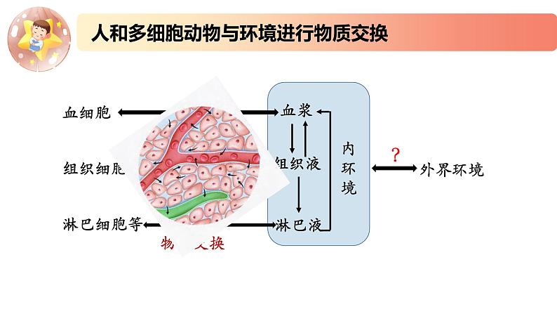 2.1.2精编细胞与环境间的物质交换（精编课件+同步练习）精编高二生物同步备课系列（新苏教版（2019）选择性必修1）（解析版）05