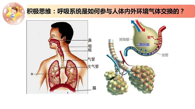 2.1.2精编细胞与环境间的物质交换（精编课件+同步练习）精编高二生物同步备课系列（新苏教版（2019）选择性必修1）（解析版）08