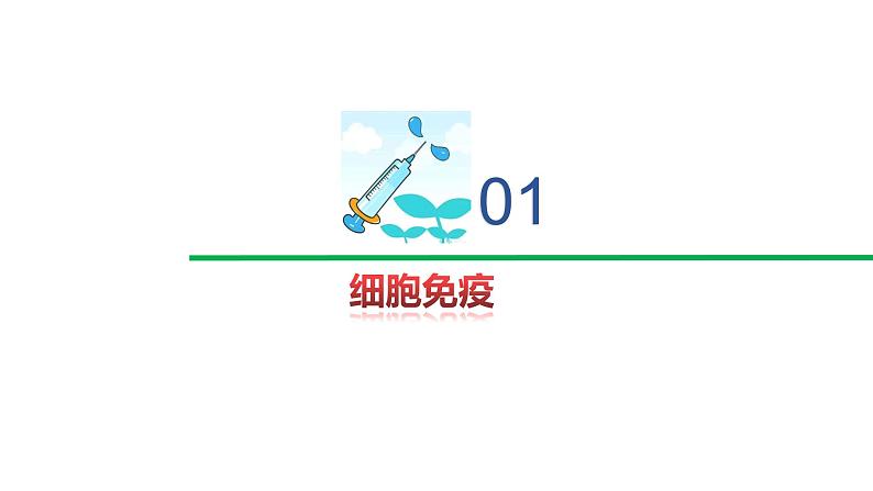 3.1.2细胞免疫（精编课件+同步练习）精编高二生物同步备课系列（新苏教版（2019）选择性必修1）02