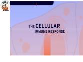 3.1.2细胞免疫（精编课件+同步练习）精编高二生物同步备课系列（新苏教版（2019）选择性必修1）