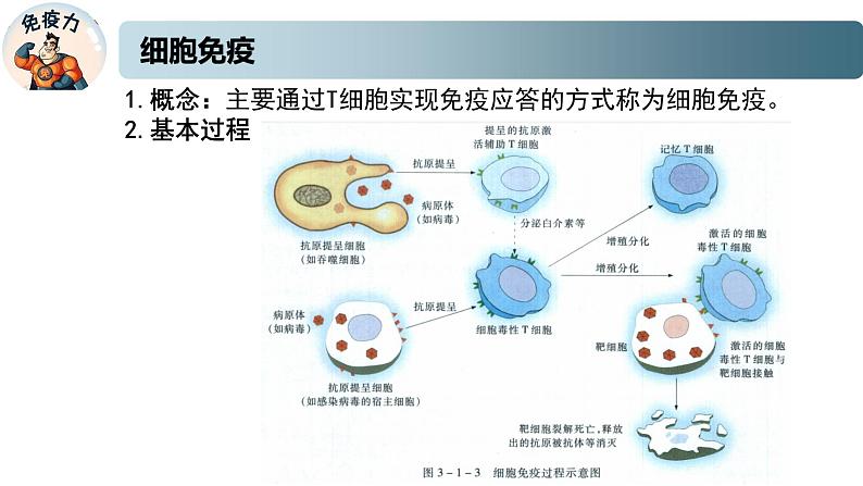 3.1.2细胞免疫（精编课件+同步练习）精编高二生物同步备课系列（新苏教版（2019）选择性必修1）04