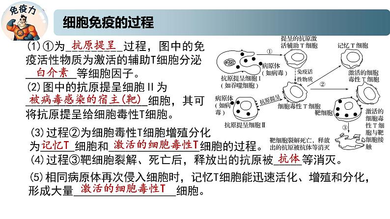 3.1.2细胞免疫（精编课件+同步练习）精编高二生物同步备课系列（新苏教版（2019）选择性必修1）05