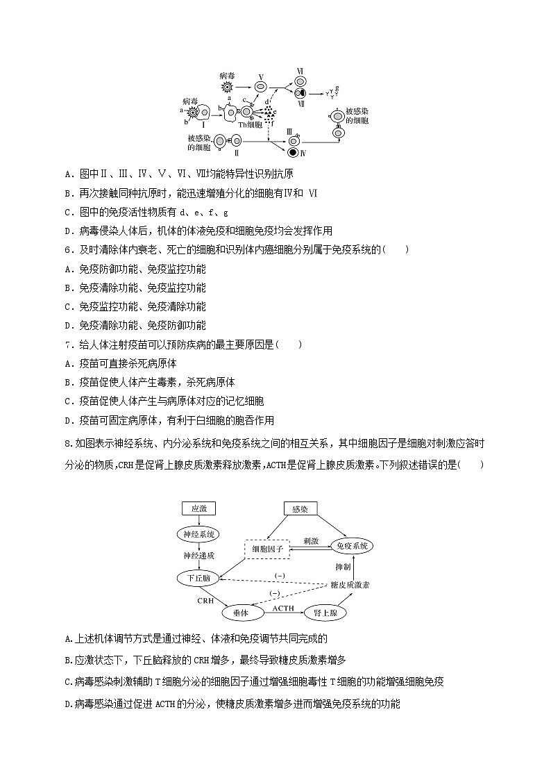 3.1.2细胞免疫（精编课件+同步练习）精编高二生物同步备课系列（新苏教版（2019）选择性必修1）02