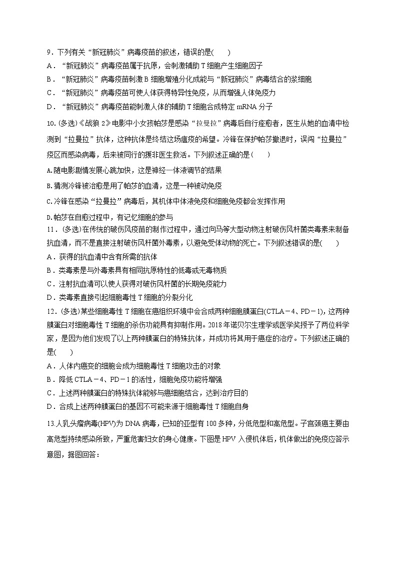 3.1.2细胞免疫（精编课件+同步练习）精编高二生物同步备课系列（新苏教版（2019）选择性必修1）03