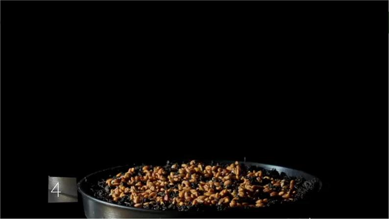 4.1.1精编科学家不断探索发现生长素（精编课件+同步练习）精编高二生物同步备课系列（新苏教版（2019）选择性必修1）02