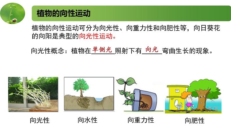 4.1.1精编科学家不断探索发现生长素（精编课件+同步练习）精编高二生物同步备课系列（新苏教版（2019）选择性必修1）03