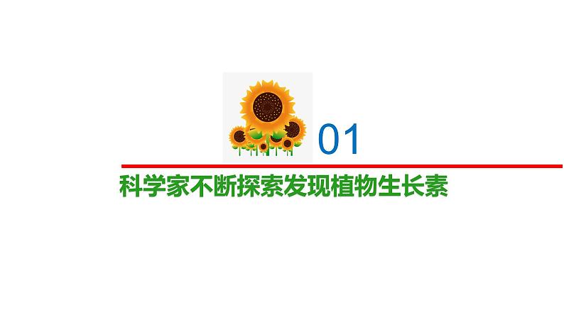 4.1.1精编科学家不断探索发现生长素（精编课件+同步练习）精编高二生物同步备课系列（新苏教版（2019）选择性必修1）04