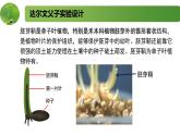 4.1.1精编科学家不断探索发现生长素（精编课件+同步练习）精编高二生物同步备课系列（新苏教版（2019）选择性必修1）