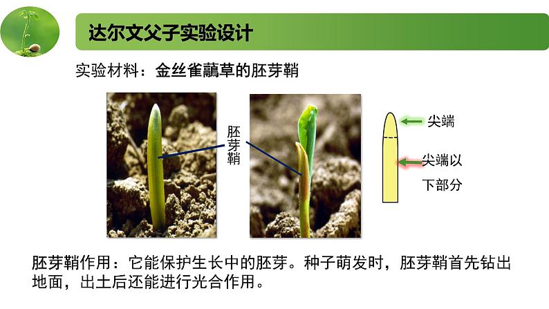 4.1.1精编科学家不断探索发现生长素（精编课件+同步练习）精编高二生物同步备课系列（新苏教版（2019）选择性必修1）06
