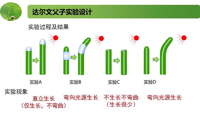 4.1.1精编科学家不断探索发现生长素（精编课件+同步练习）精编高二生物同步备课系列（新苏教版（2019）选择性必修1）07