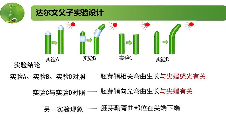 4.1.1精编科学家不断探索发现生长素（精编课件+同步练习）精编高二生物同步备课系列（新苏教版（2019）选择性必修1）08