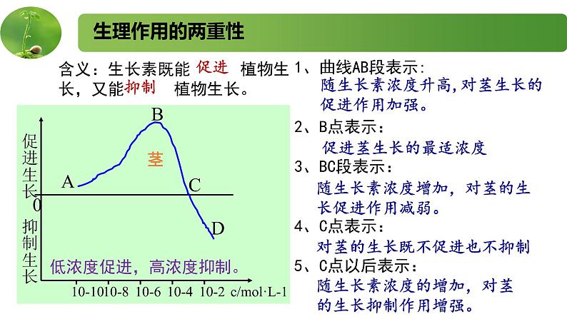 4.1.2精编生长素的运输和生理作用（精编课件+同步练习）精编高二生物同步备课系列（新苏教版（2019）选择性必修1）04